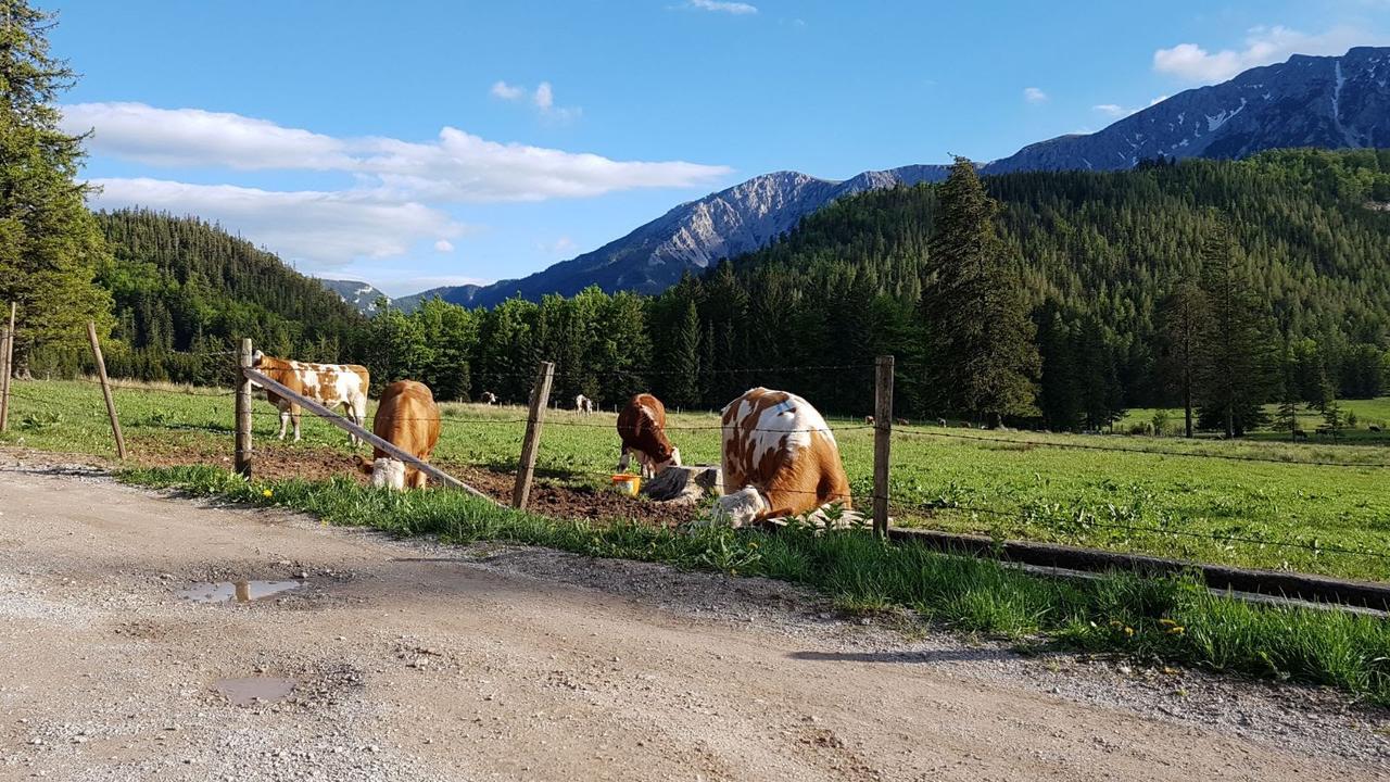 Ferienwohnungen Mamauwiese Gutenstein 외부 사진